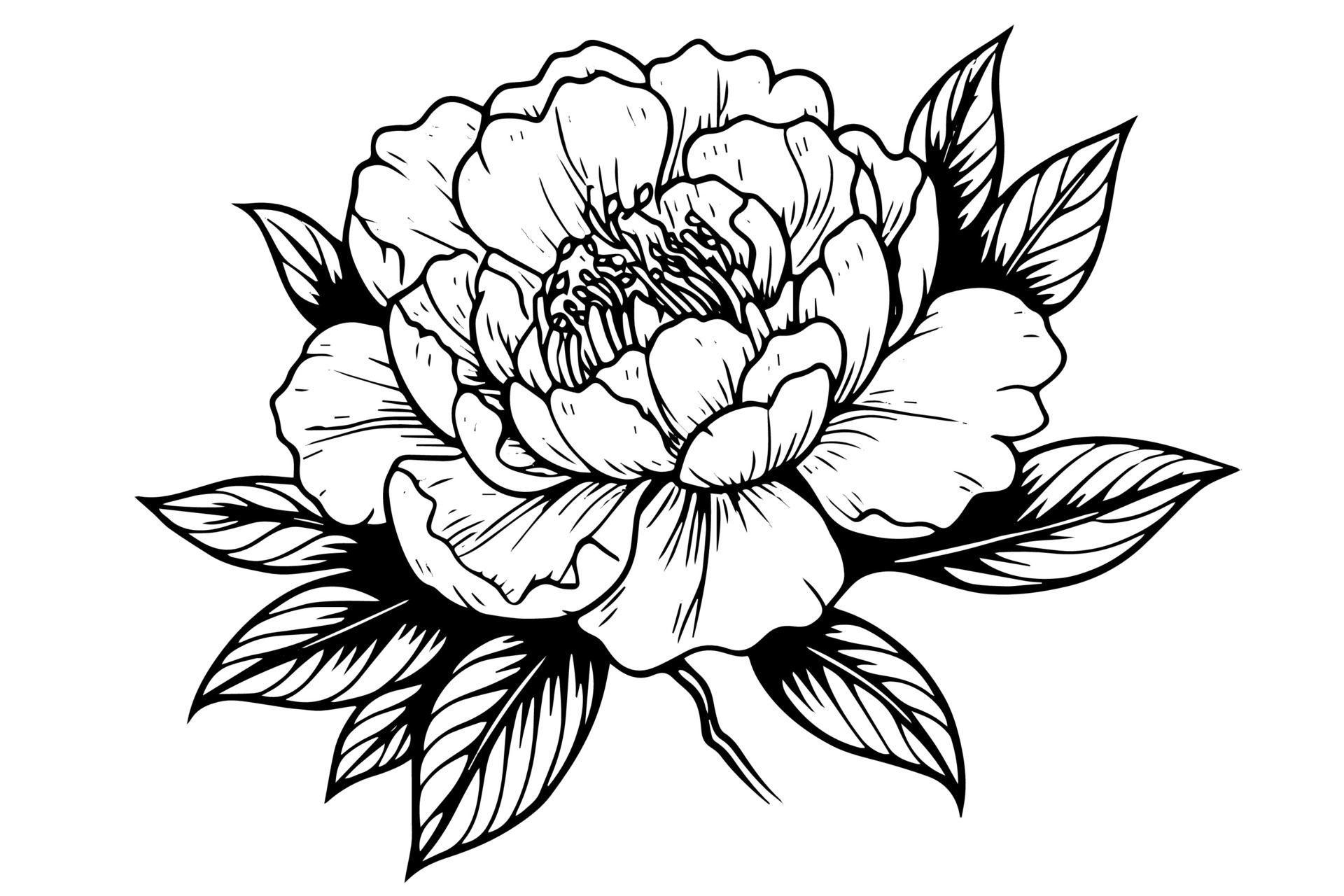 Peony flower and leaves drawing. Vector hand drawn engraved ink ...