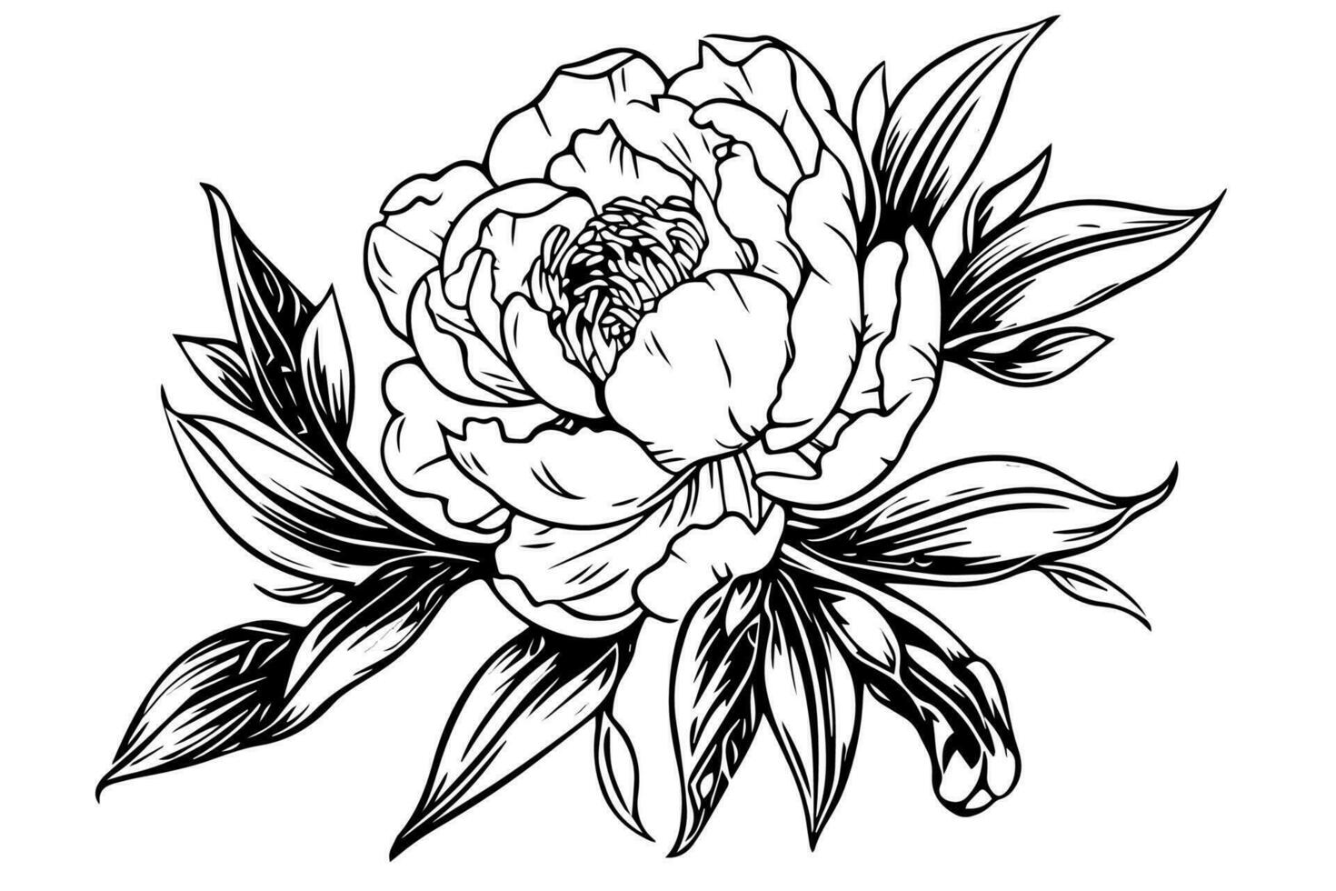 Peony flower and leaves drawing. Vector hand drawn engraved ink illustration