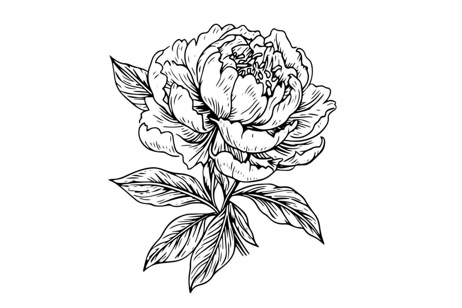 Peony flower and leaves drawing. Vector hand drawn engraved ink illustration