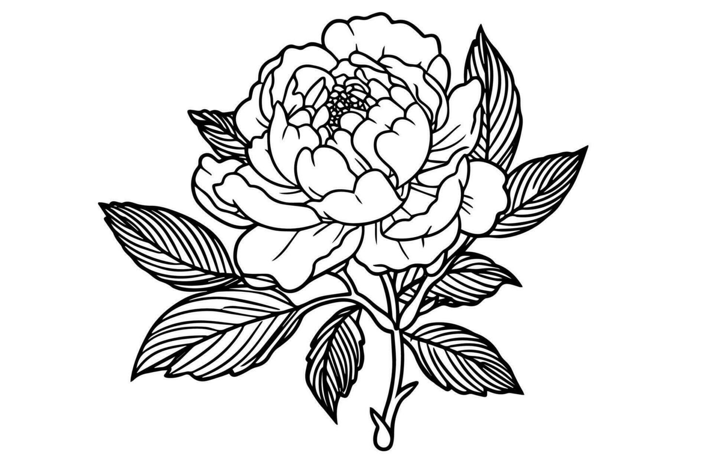 Peony flower and leaves drawing. Vector hand drawn engraved ink illustration