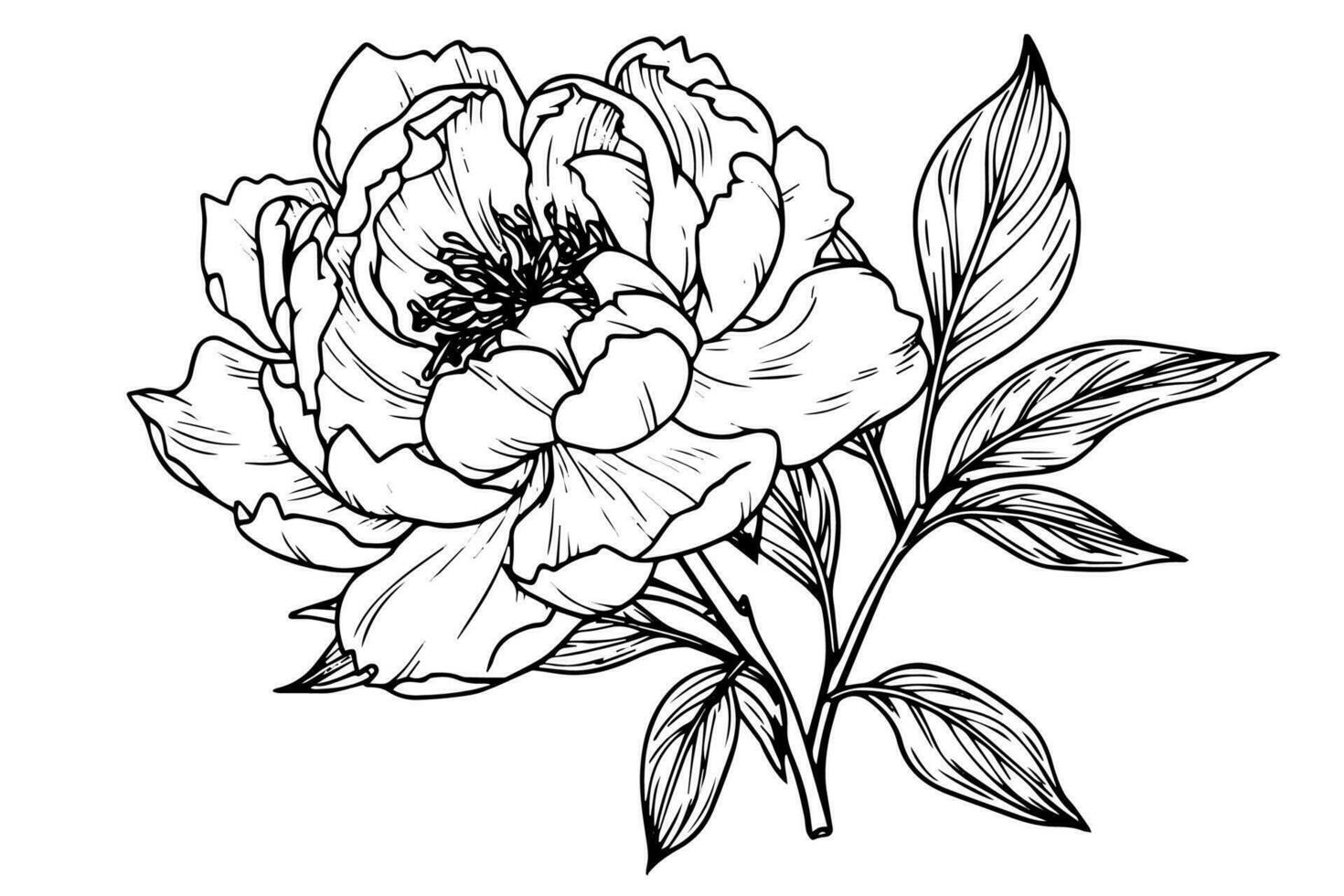 Peony flower and leaves drawing. Vector hand drawn engraved ink illustration