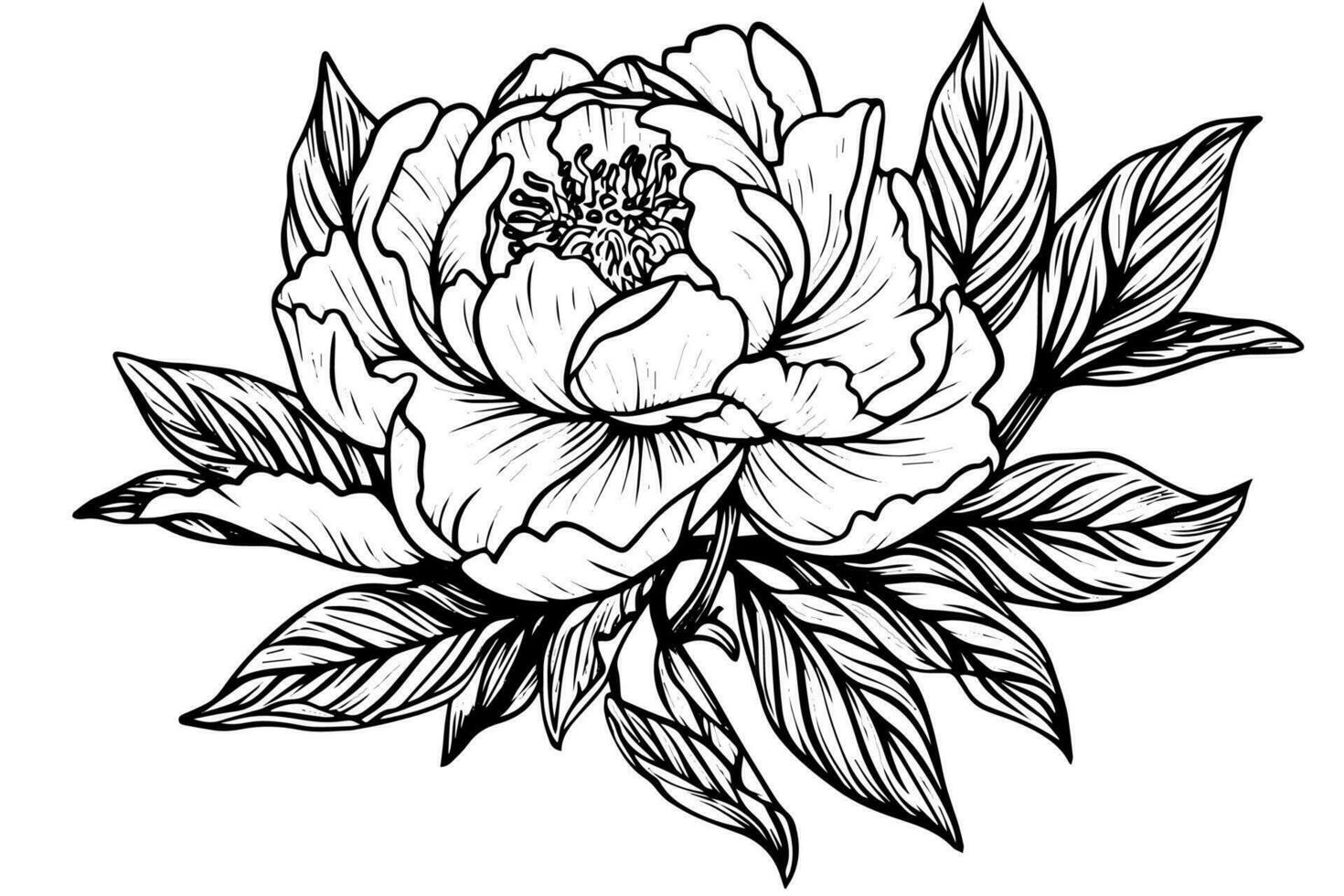 Peony flower and leaves drawing. Vector hand drawn engraved ink ...