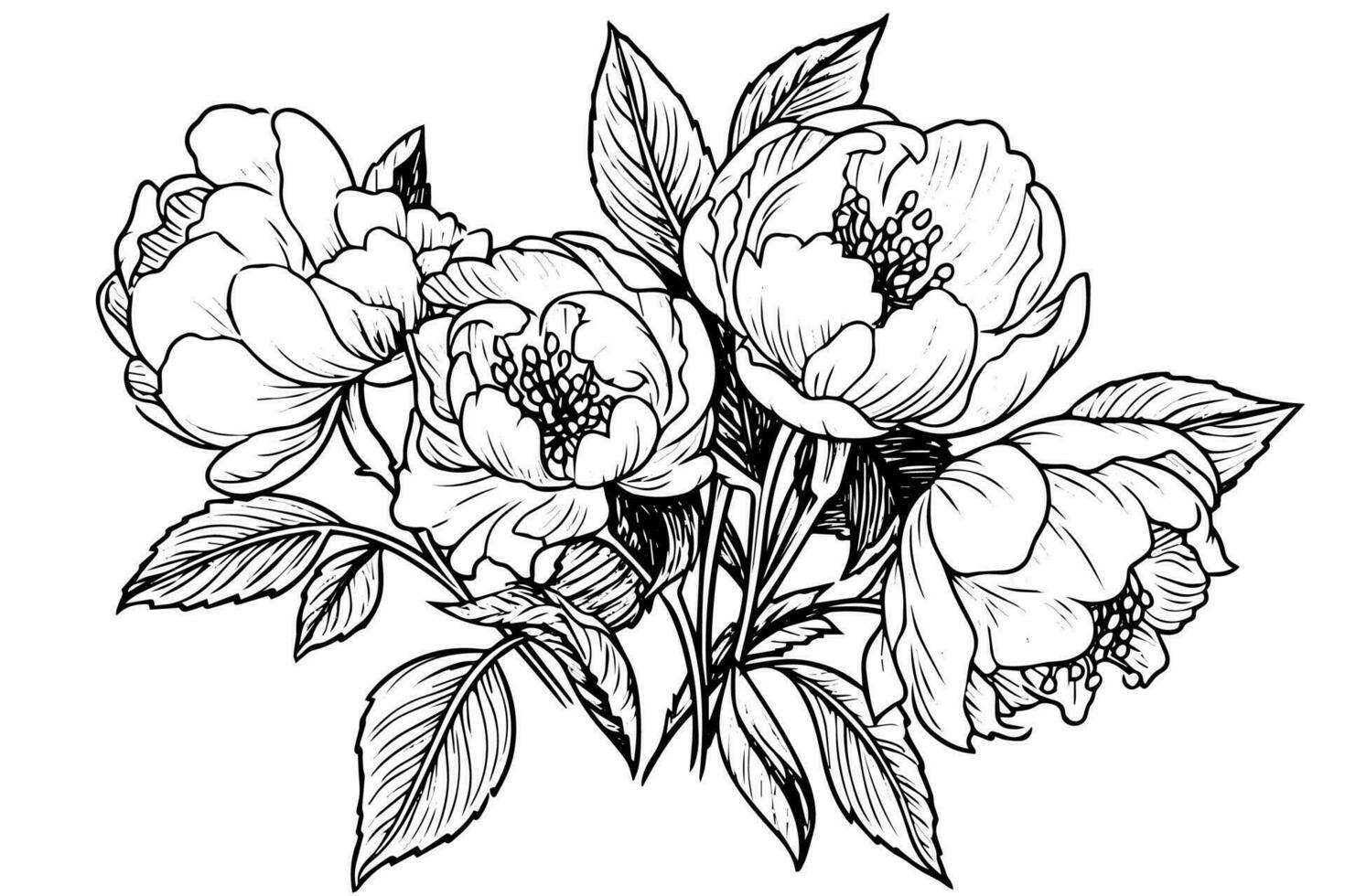 Peony flower and leaves drawing. Vector hand drawn engraved ink illustration