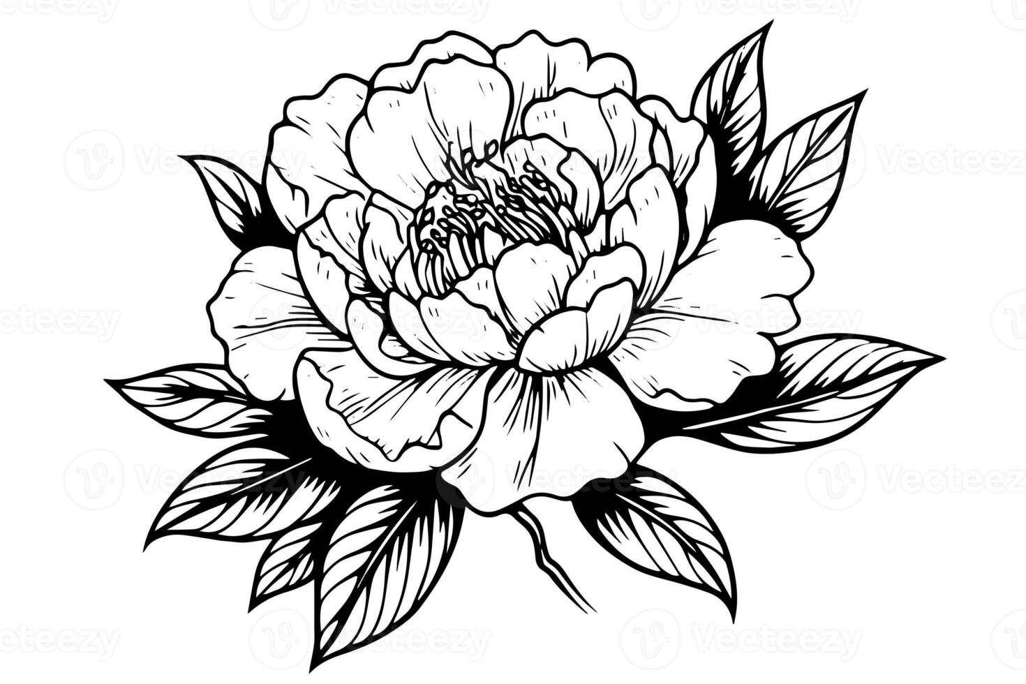 Peony flower and leaves drawing. Vector hand drawn engraved ink illustration photo