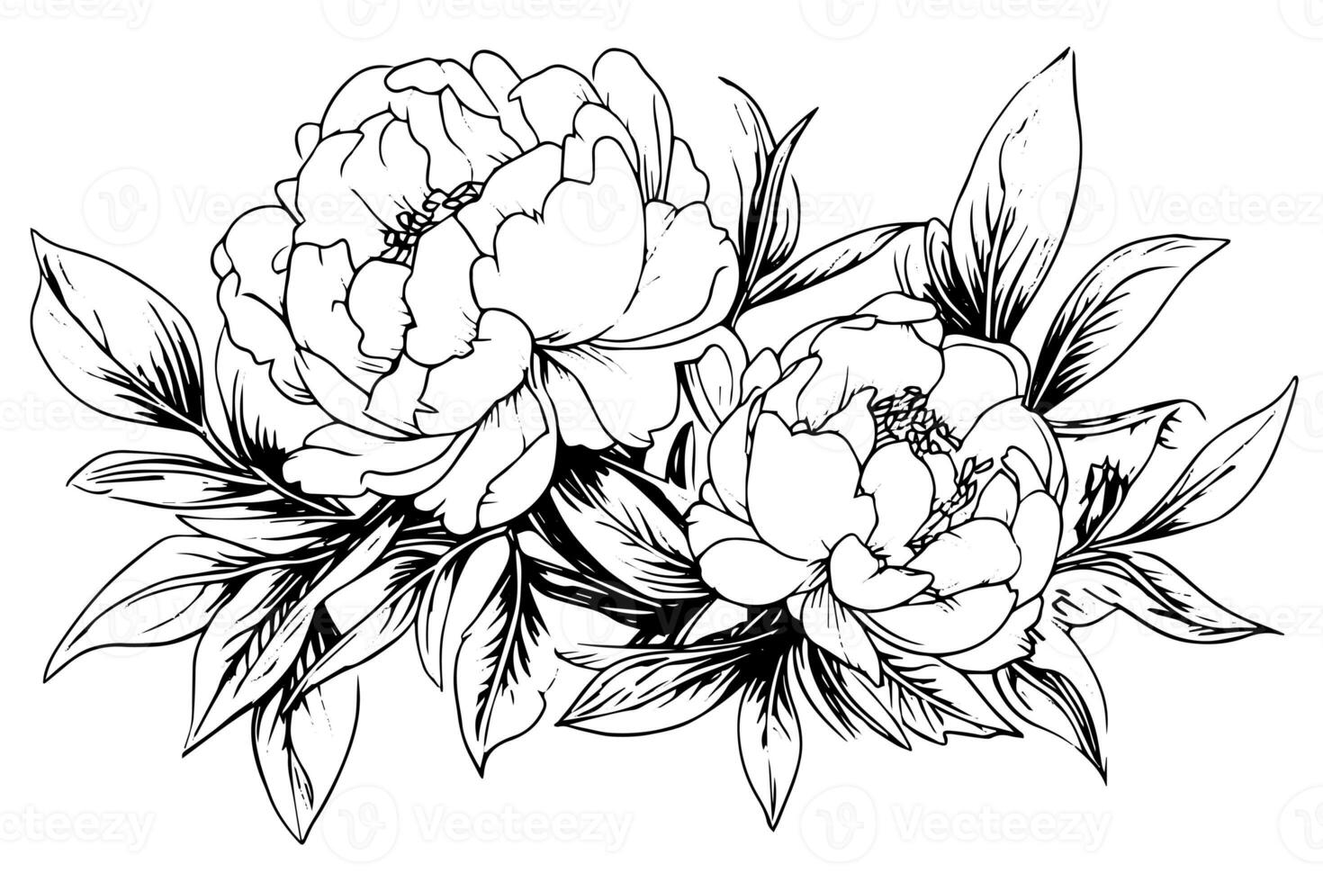 Peony flower and leaves drawing. Vector hand drawn engraved ink illustration photo