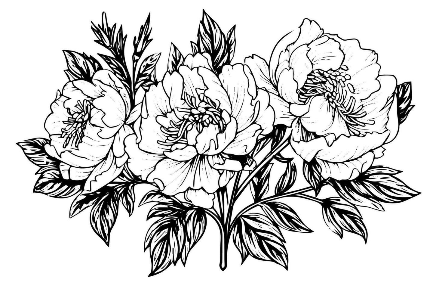 Peony flower and leaves drawing. Vector hand drawn engraved ink illustration