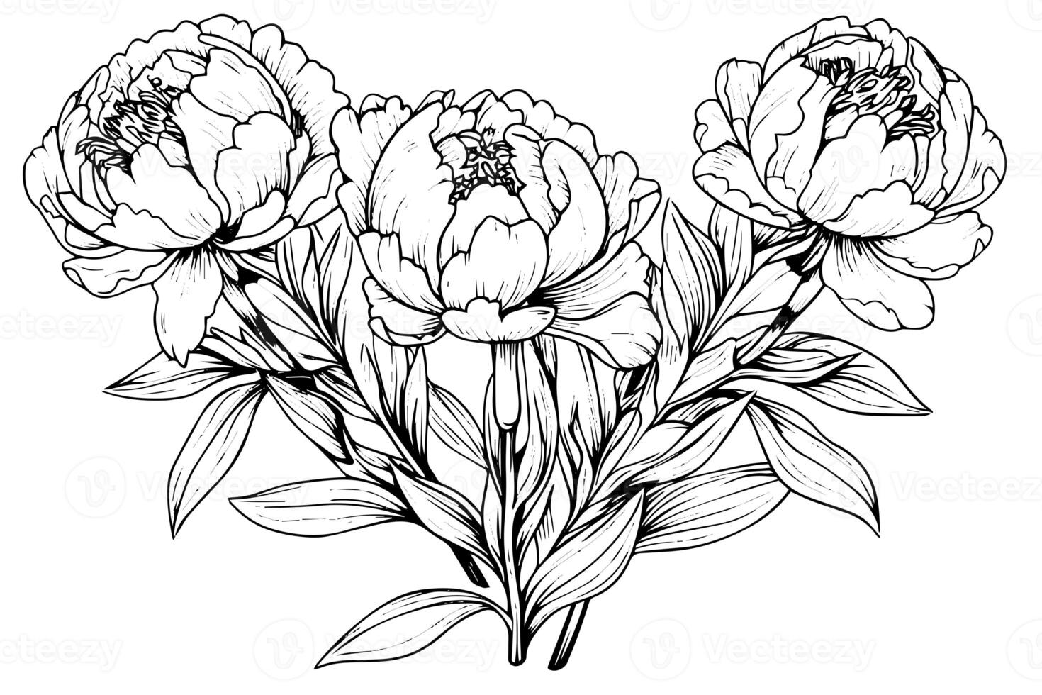 Peony flower and leaves drawing. Vector hand drawn engraved ink illustration photo