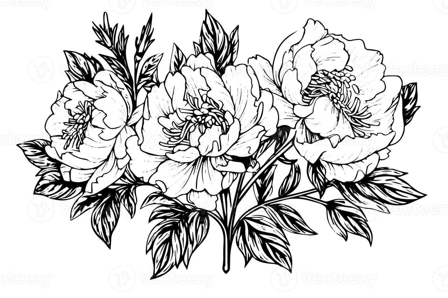 Peony flower and leaves drawing. Vector hand drawn engraved ink illustration photo