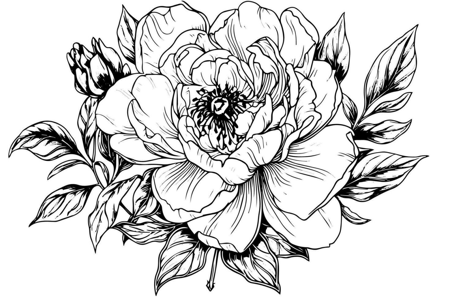 Peony flower and leaves drawing. Vector hand drawn engraved ink illustration