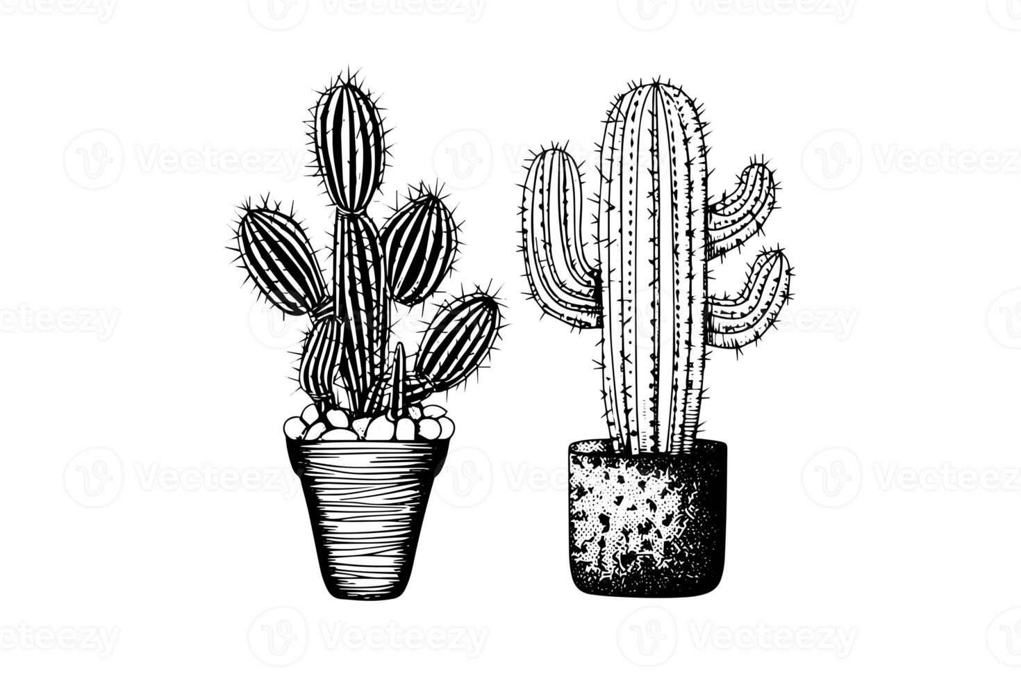 Set of cactuses hand drawn ink sketch. Engraving style vector illustration. photo