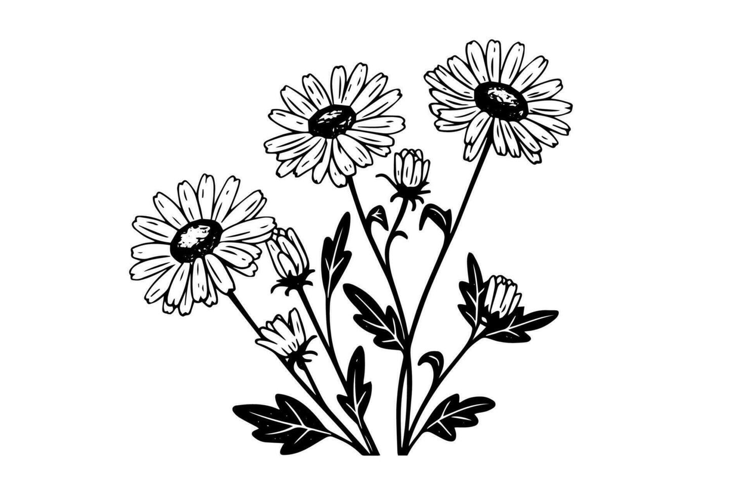 Hand drawn chamomile ink sketch. Daisy bouquet engraving vector illustration.