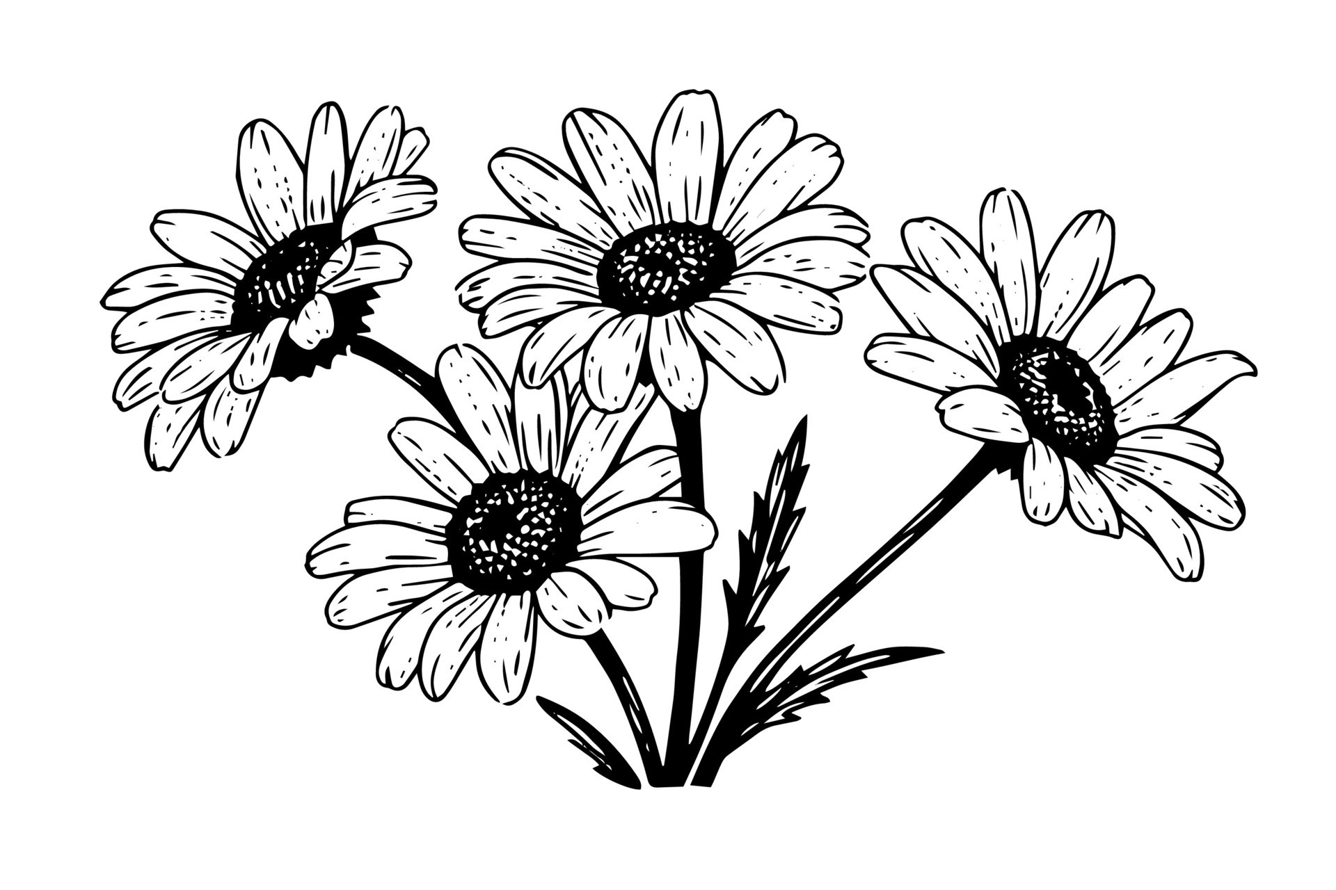 Hand drawn chamomile ink sketch. Daisy flower engraving vector ...