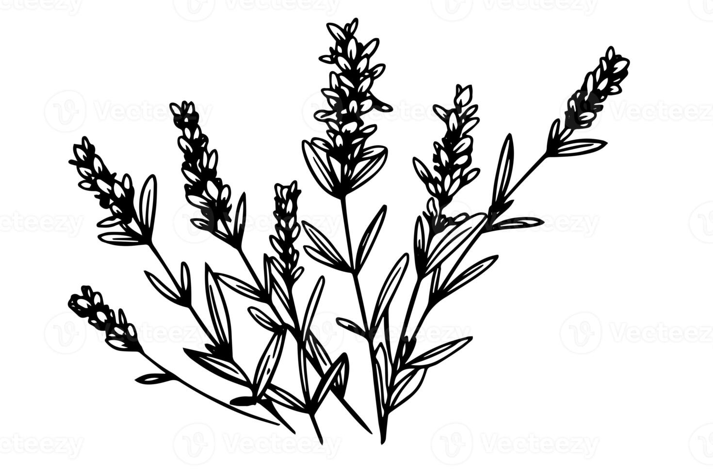 Floral botanical lavender flower hand drawn ink sketch.  Vector engraving illustration. photo