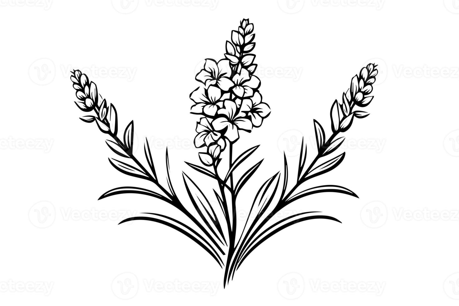 Floral botanical lavender flower hand drawn ink sketch.  Vector engraving illustration. photo