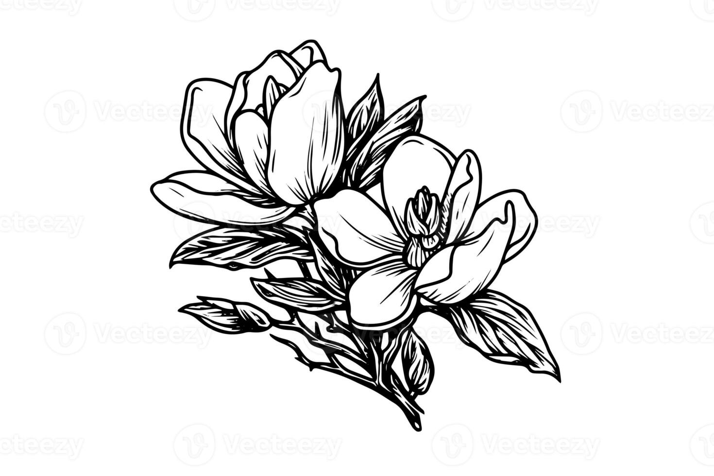 Hand drawn magnolia flower ink sketch. Engraving style vector illustration. photo