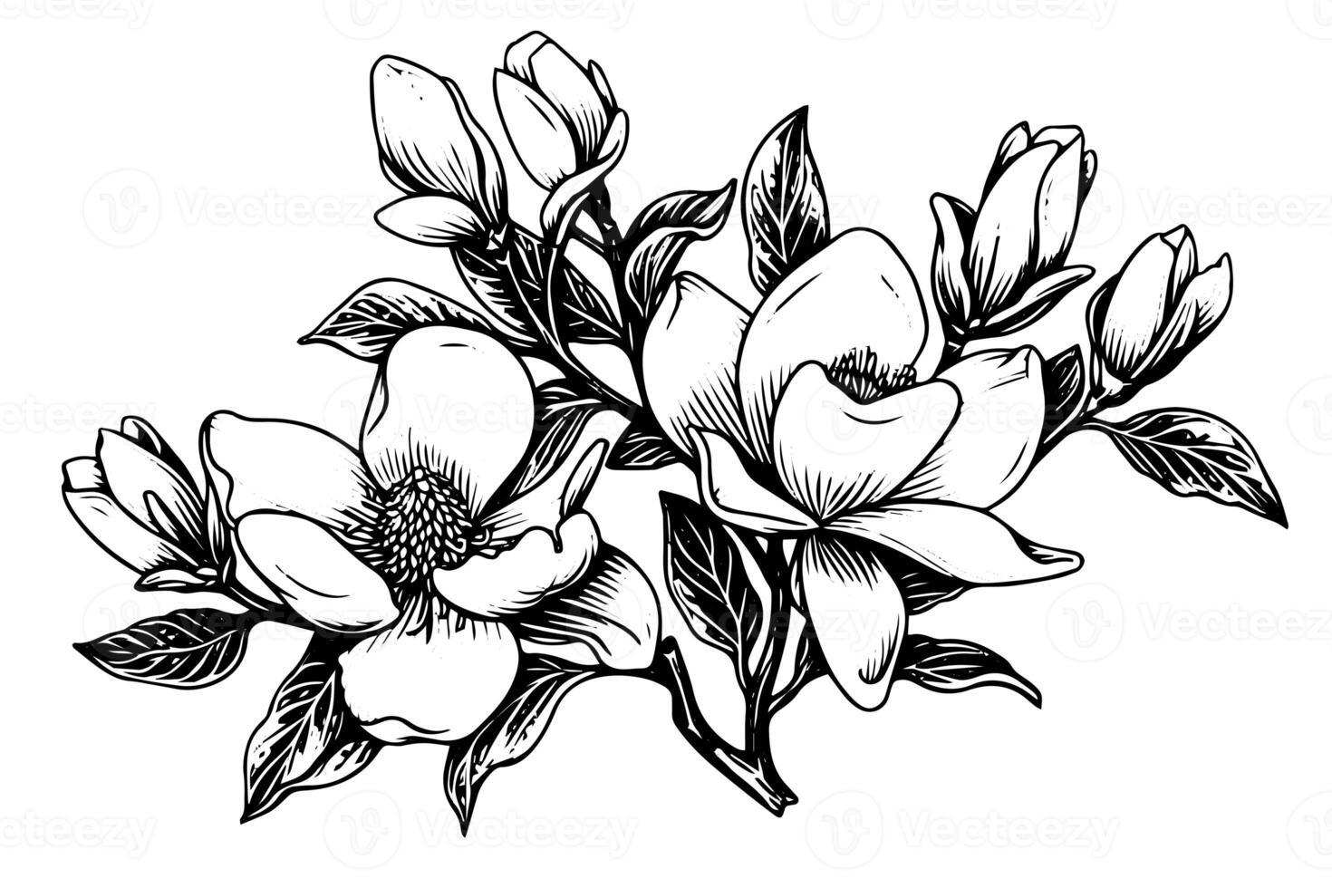 Hand drawn magnolia flower ink sketch. Engraving style vector illustration. photo