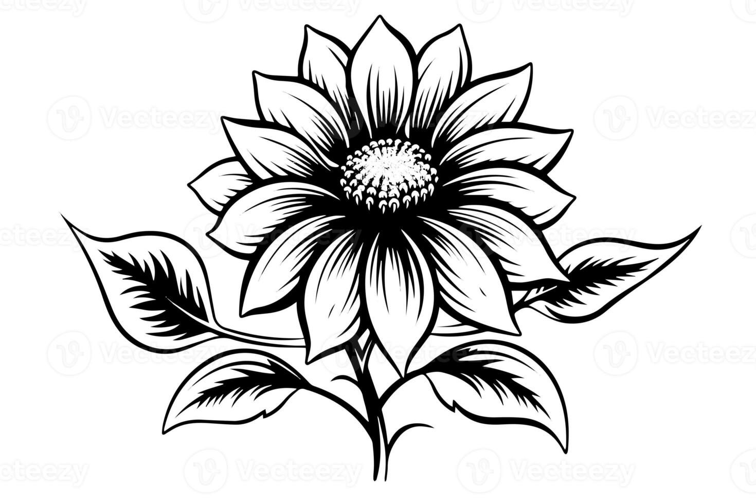 Vector engraving style drawing vector illustration of  sunflower. Ink sketch. photo