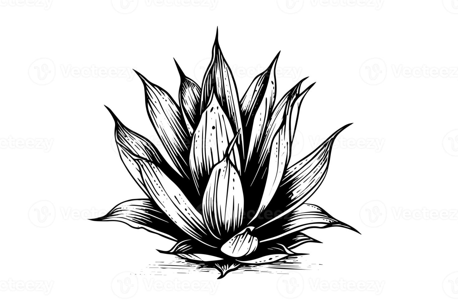 Blue agave ink sketch. Tequila ingredient vector drawing. Engraving illustration of mexican plant. photo