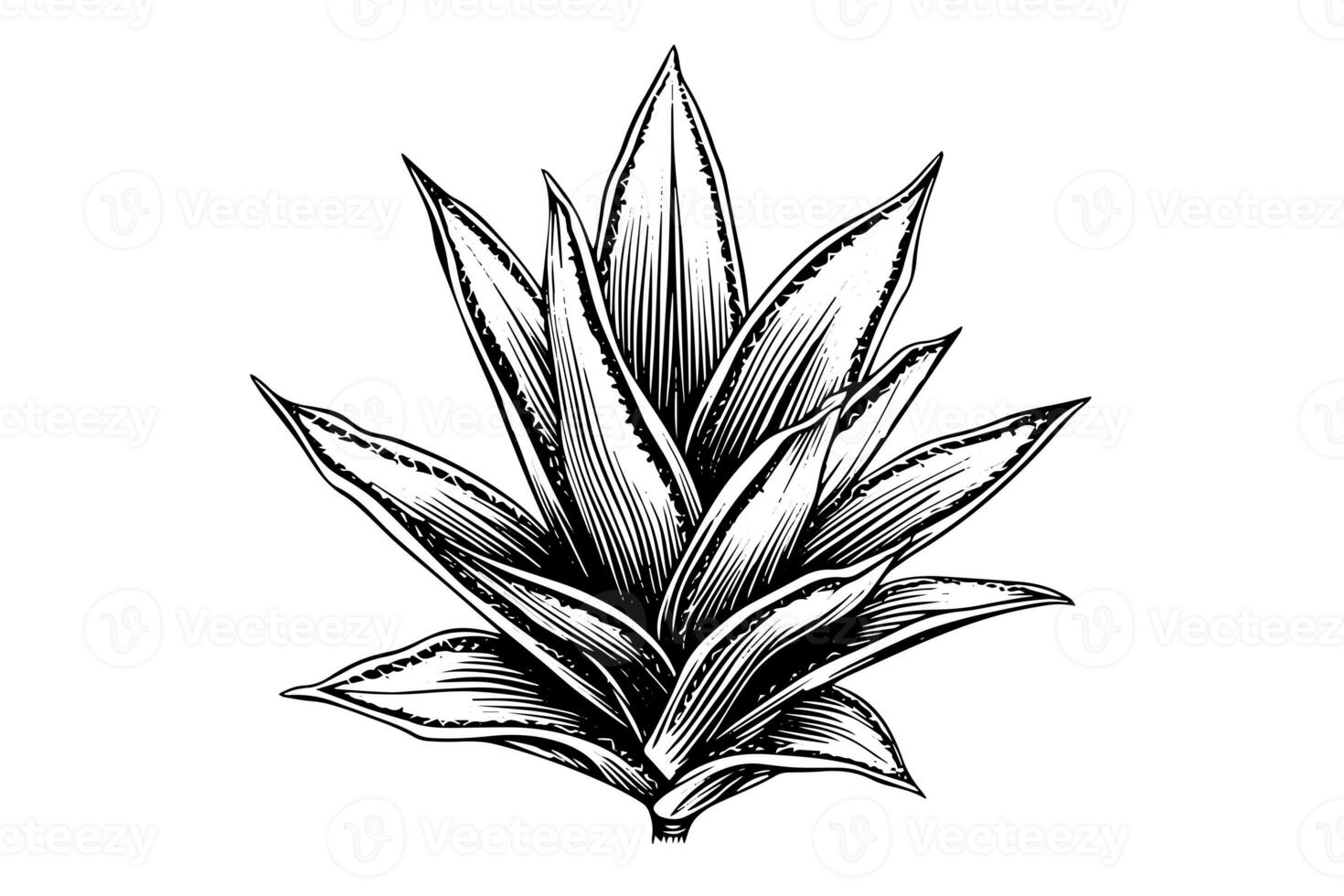 Blue agave ink sketch. Tequila ingredient vector drawing. Engraving illustration of mexican plant. photo