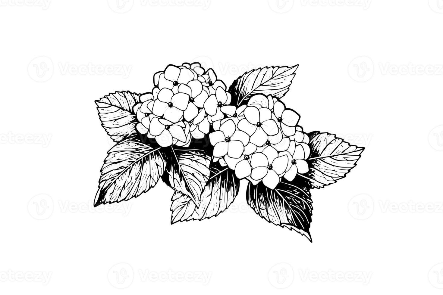 Hand drawn ink sketch hydrangea flowers. Vector illustration in engraving style. photo