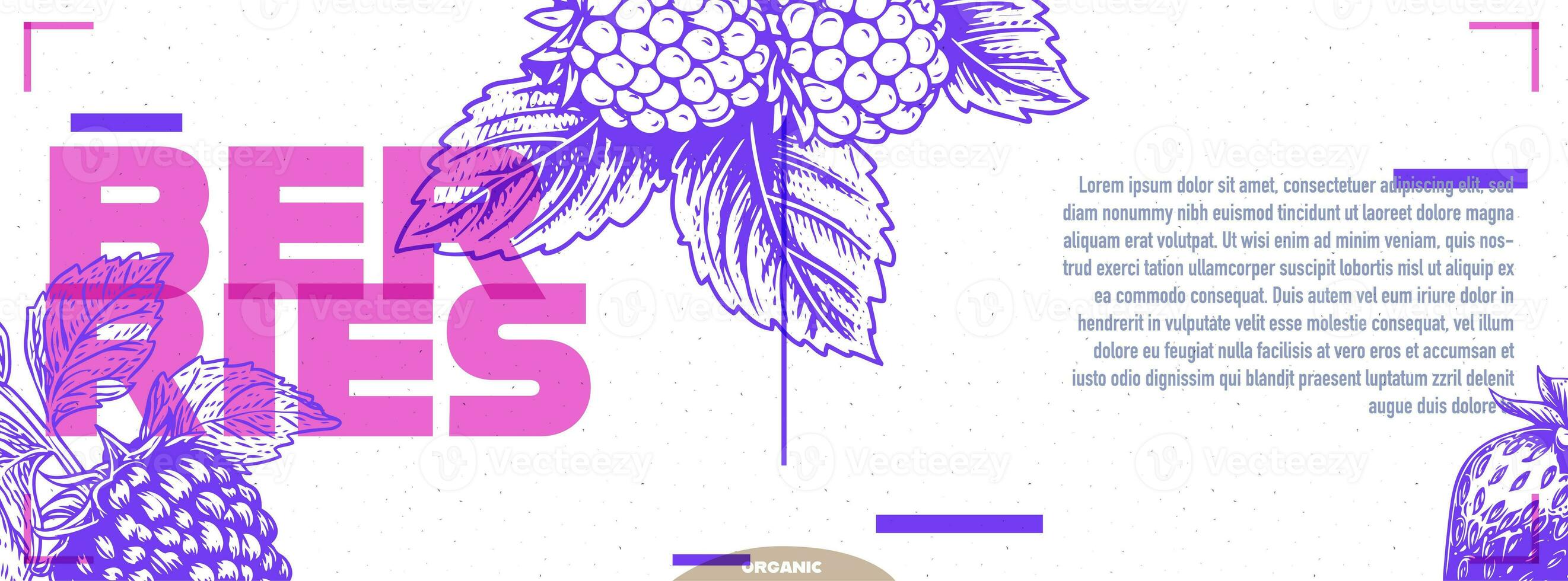 Pink and purple poster or banner design with strawberry in etching style with space for text. Vector illustration. photo