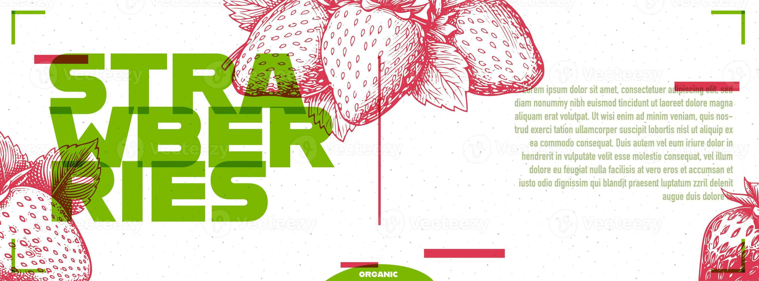 Red and green poster or banner design with strawberry in etching style with space for text. Vector illustration. photo