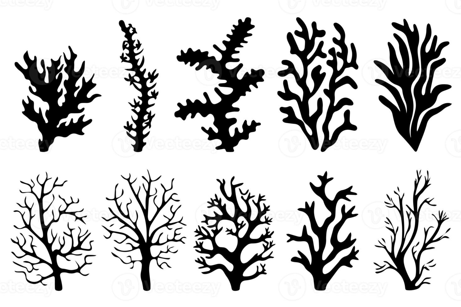 Hand drawn set of corals and seaweed silhouette isolated on white background. Vector icons and stamp illustration. photo