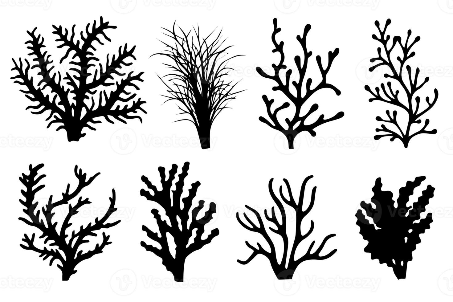 Hand drawn set of corals and seaweed silhouette isolated on white background. Vector icons and stamp illustration. photo