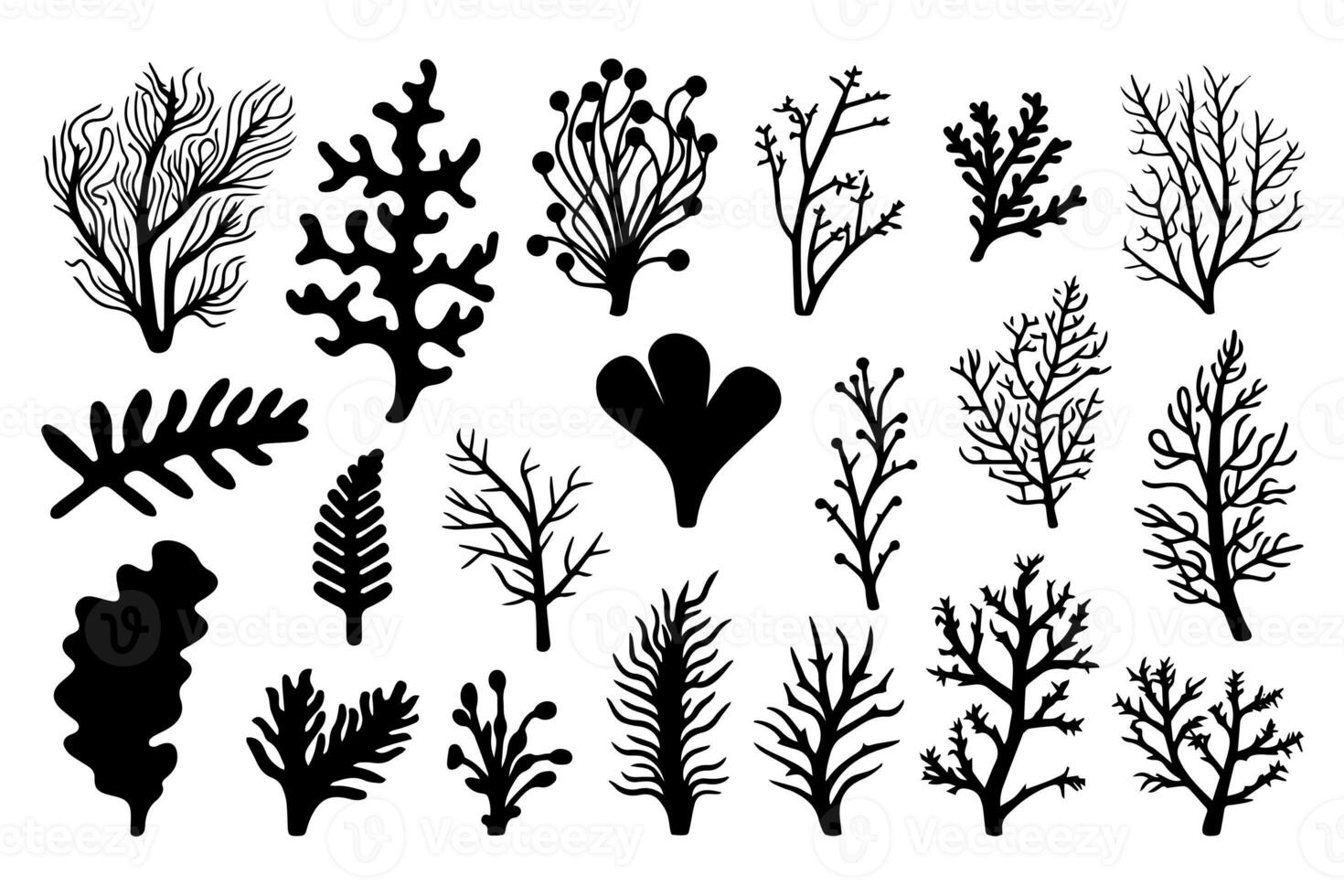 Hand drawn set of corals and seaweed silhouette isolated on white background. Vector icons and stamp illustration. photo