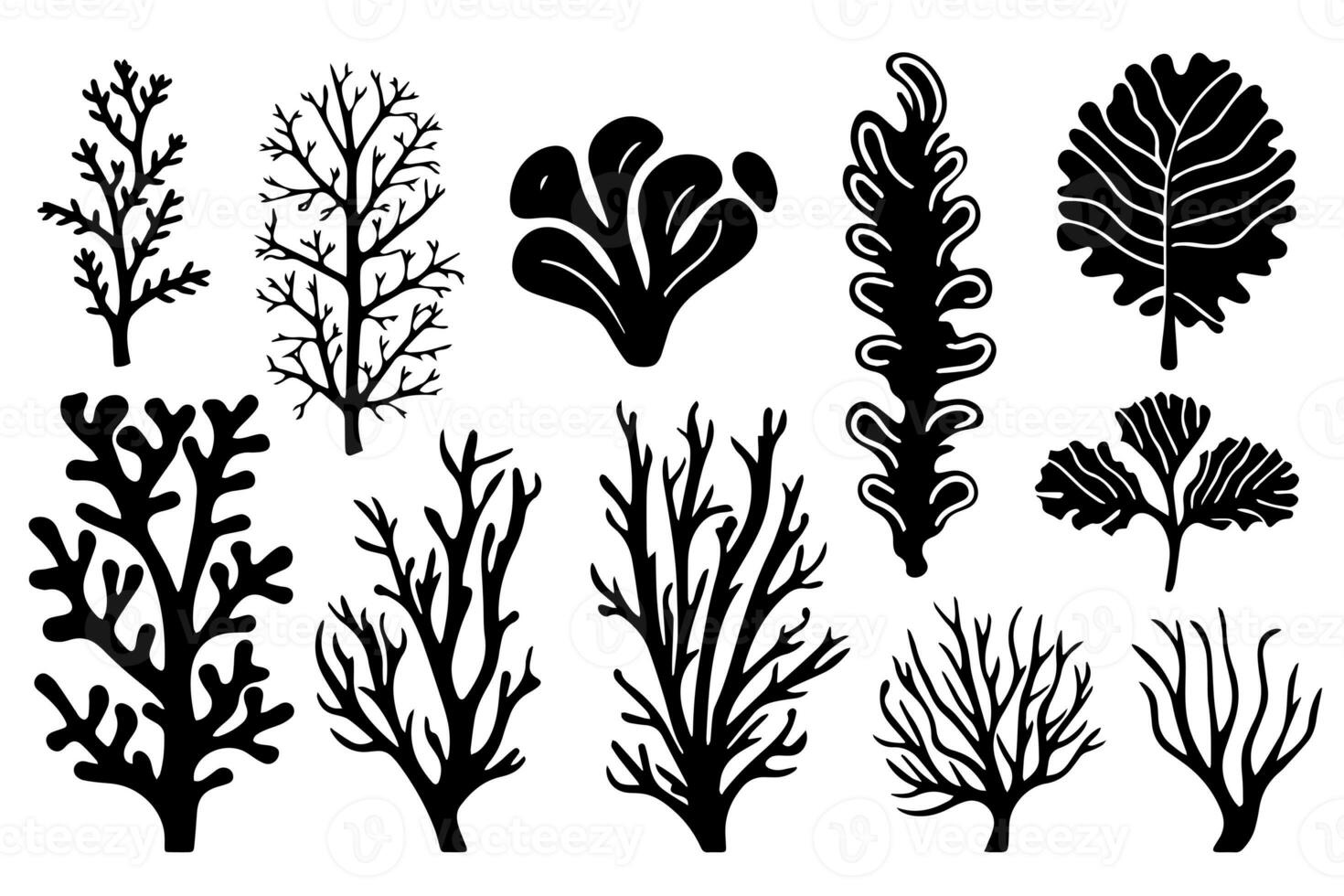 Hand drawn set of corals and seaweed silhouette isolated on white background. Vector icons and stamp illustration. photo