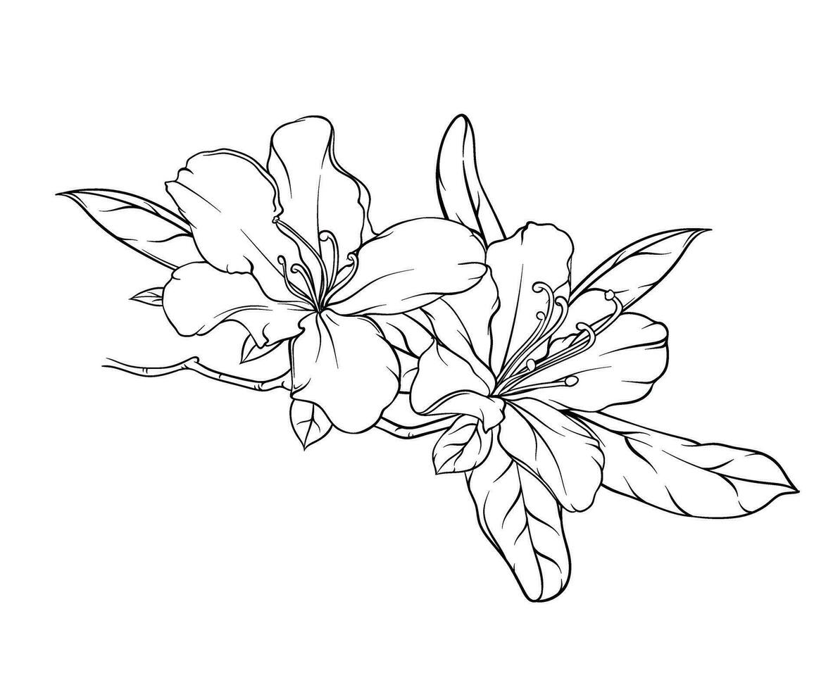 flowering branch of rhododendron, hibiscus, chinese rose with flowers and leaves. black and white hand drawn illustration, stained glass window, coloring book vector