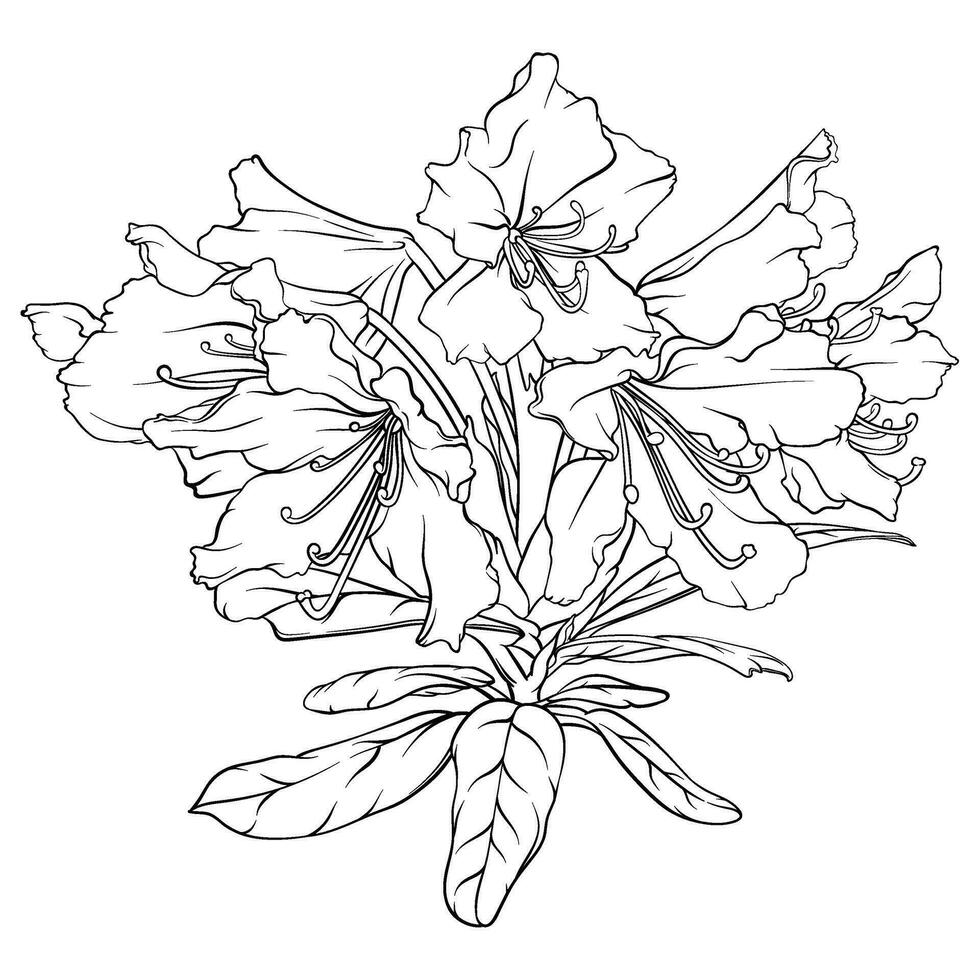 rhododendron branch with flowers and leaves. black and white hand drawn illustration vector