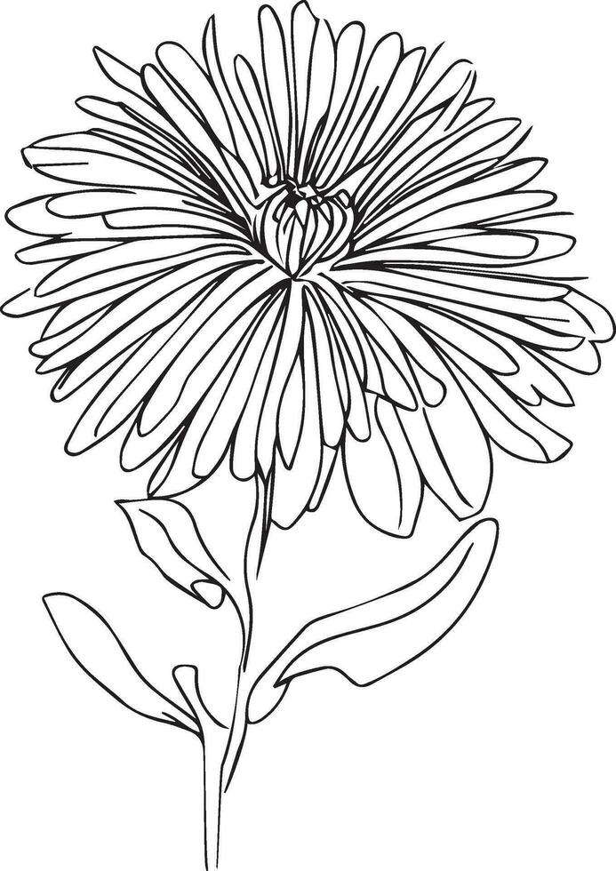 small simple aster flower tattoo, minimalist simple aster flower tattoo, Virgo September flower tattoo, aster Virgo September flower tattoo, Virgo September birth flower tattoo vector