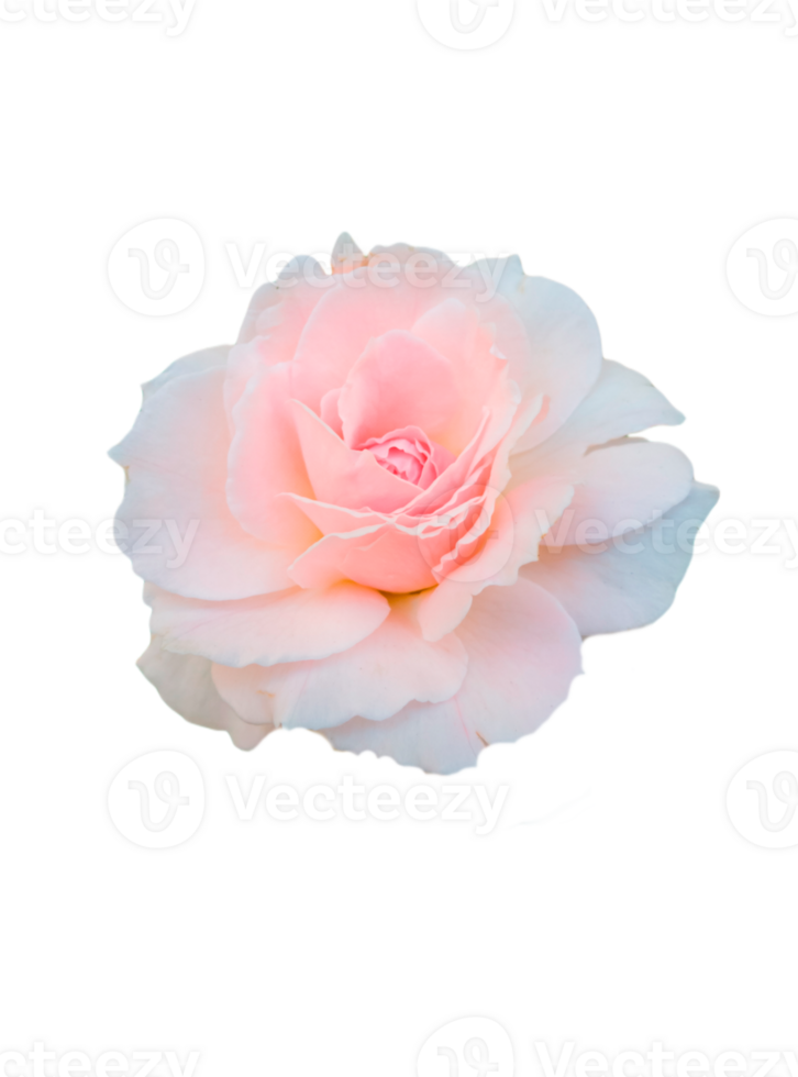 pink-rose-pattern-background-27970854-png