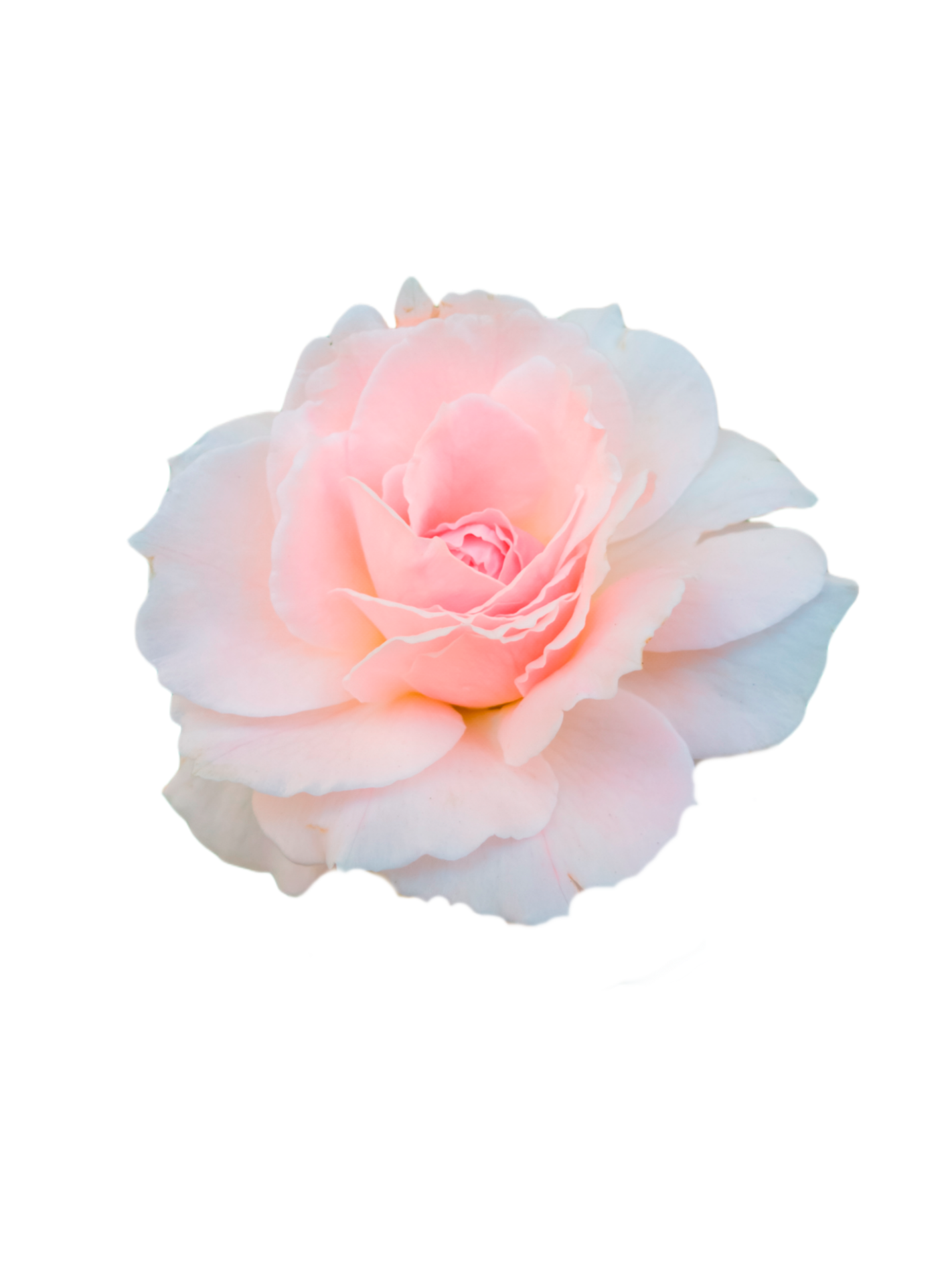 pink-rose-pattern-background-27970854-png