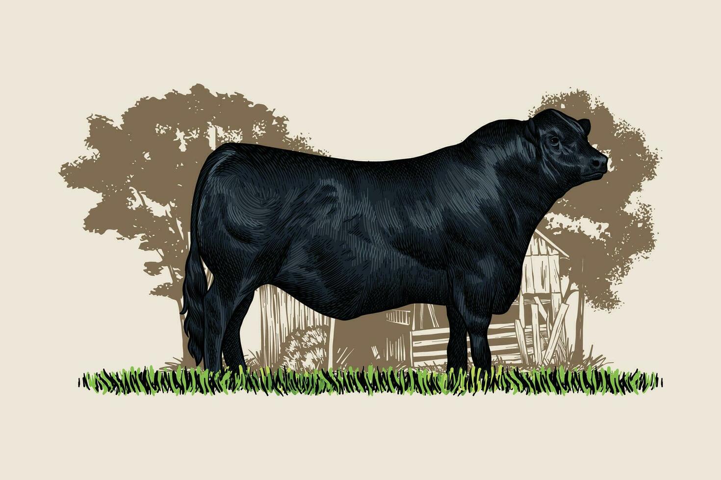 vector illustration Farm animals - Big sturdy black Angus Cow, Best Beef Cattle. hand drawn vintage