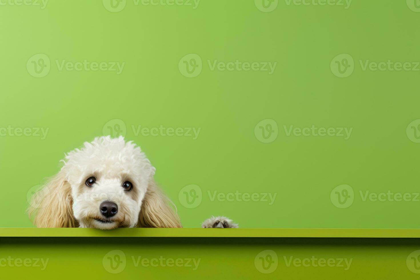 Portrait of a cute poodle puppy looking around the corner of an lime green empty board, AI Generated photo