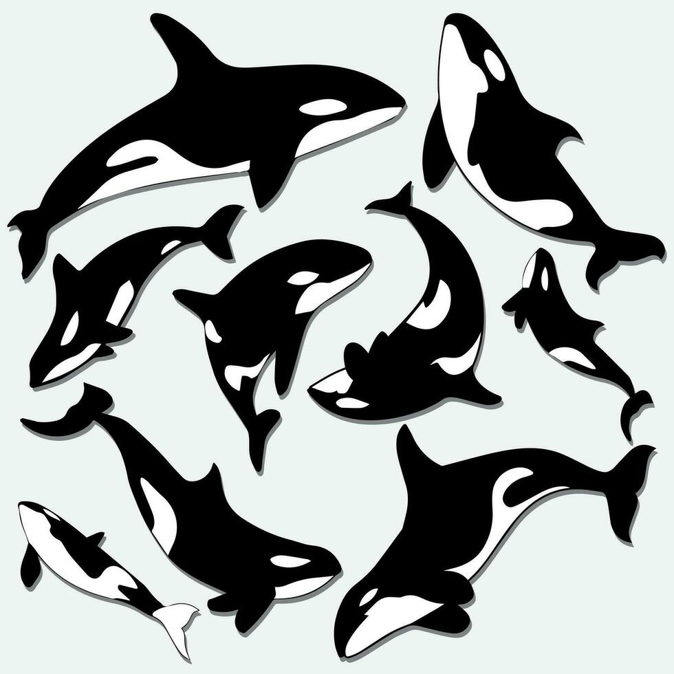ballena silueta diseño vector. orca ballena silueta dibujos animados vector