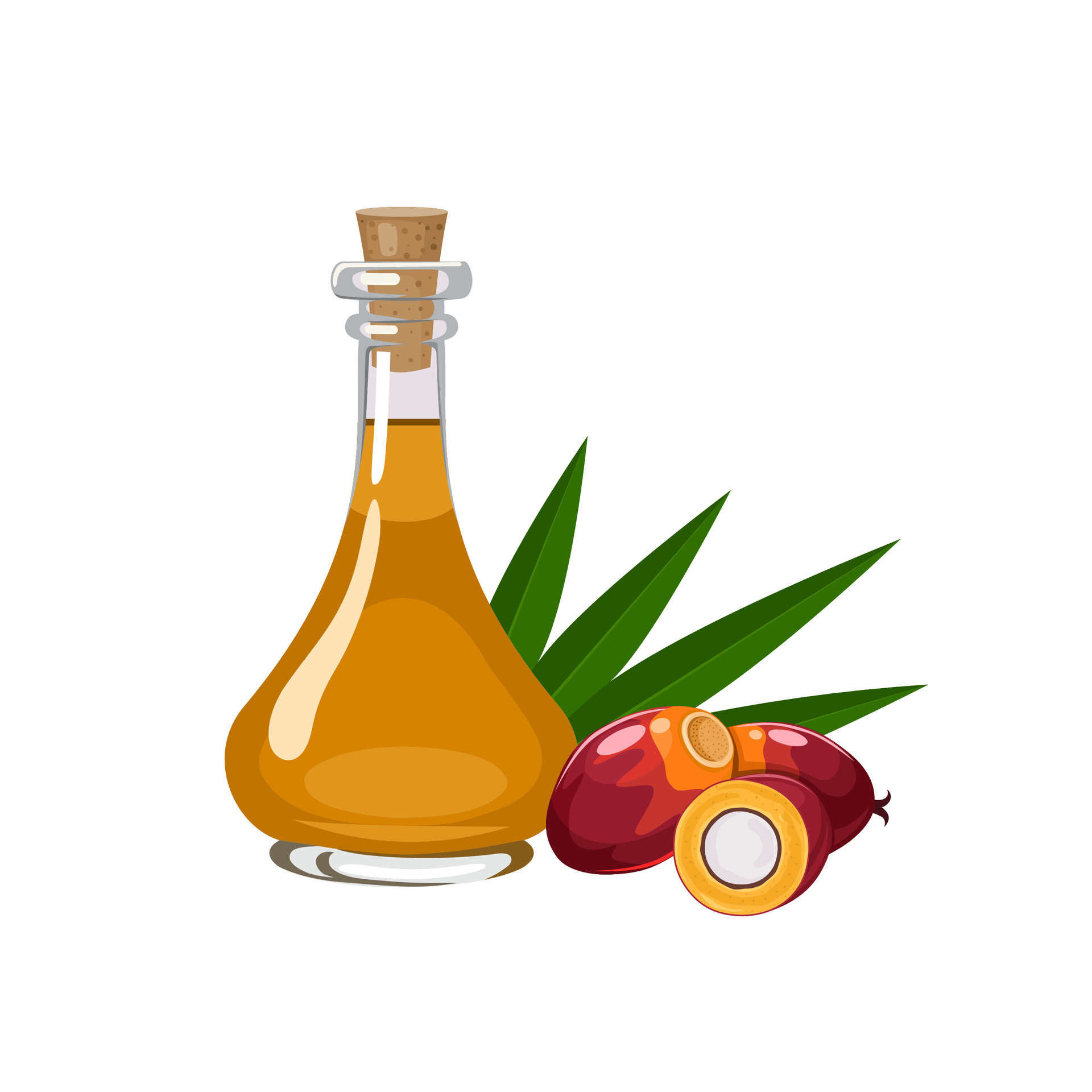 Vector illustration, palm oil in a glass bottle, with palm kernels and