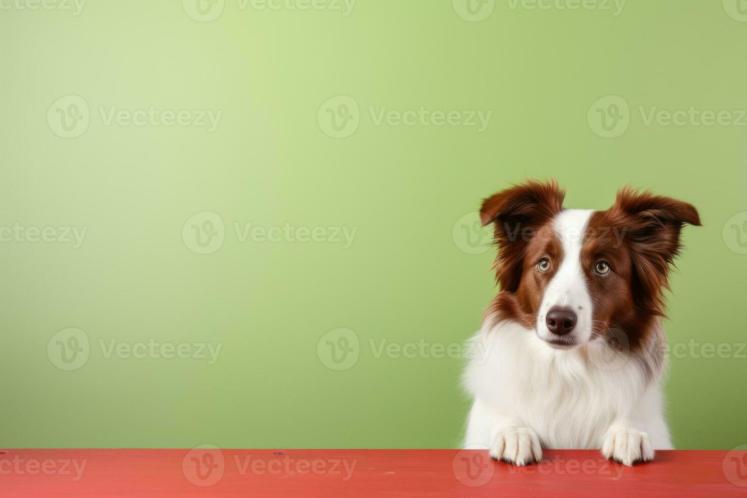 Portrait of a cute border collie puppy looking around the corner of an lime green empty board, AI Generated photo