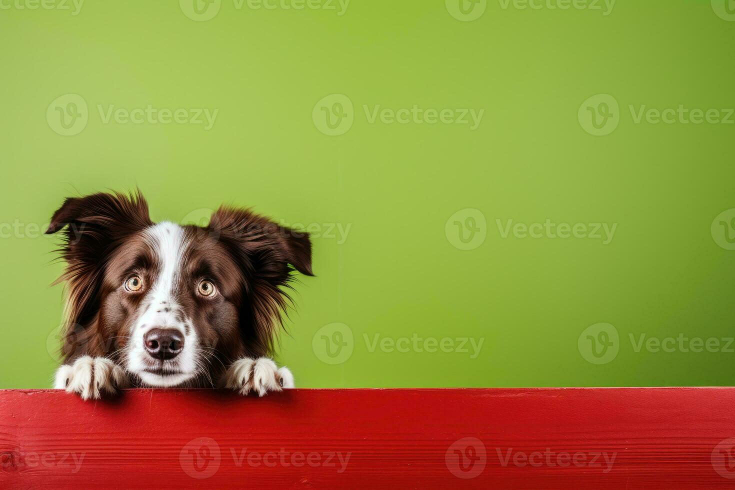 Portrait of a cute border collie puppy looking around the corner of an lime green empty board, AI Generated photo