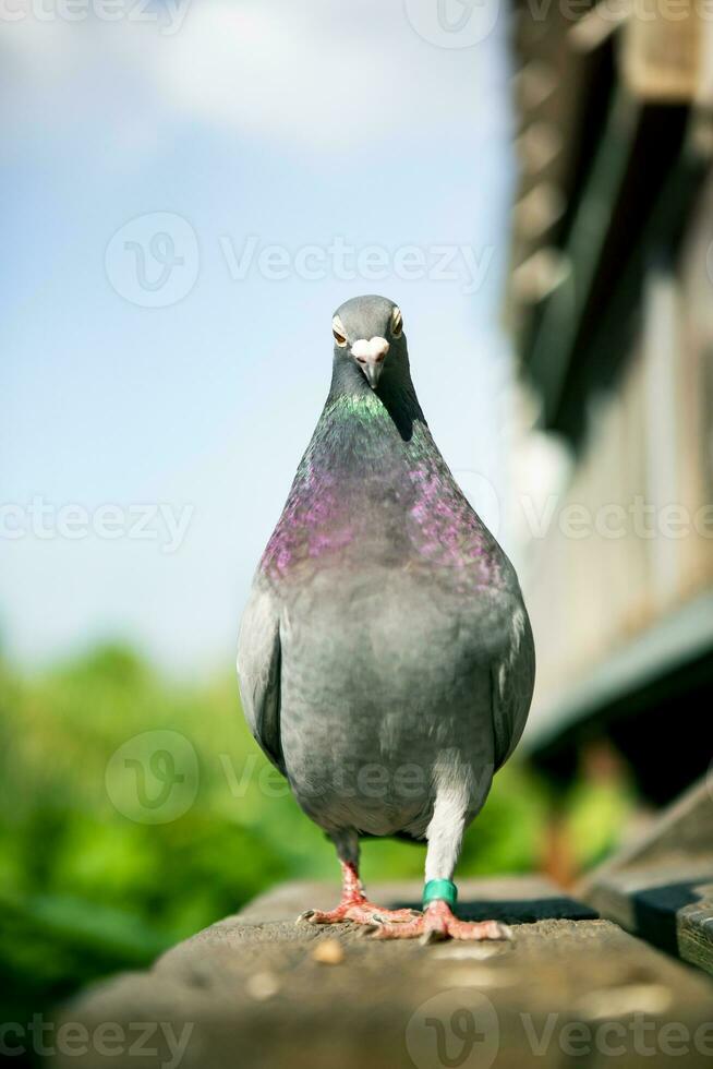 full body of speed racing pigeon bird at home loft photo