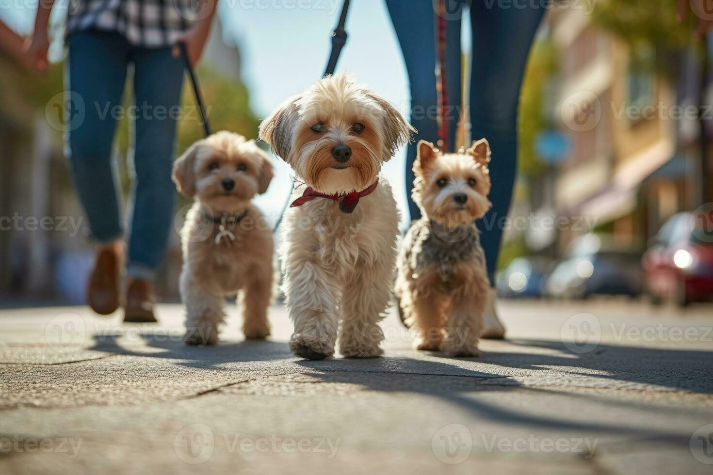 dogs walking with unrecognizable owner in city street crosswalk, AI Generated photo