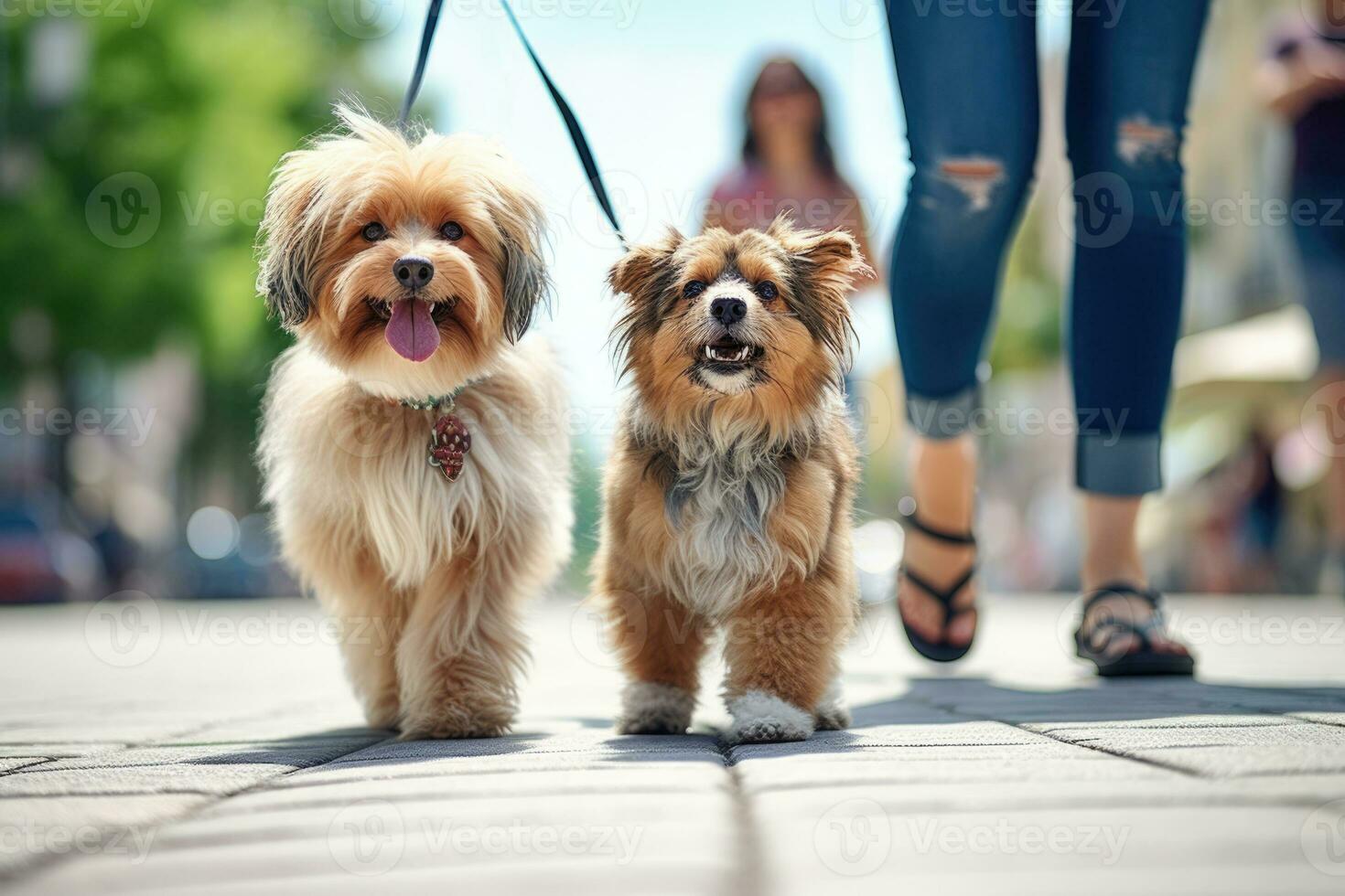 dogs walking with unrecognizable owner in city street crosswalk, AI Generated photo