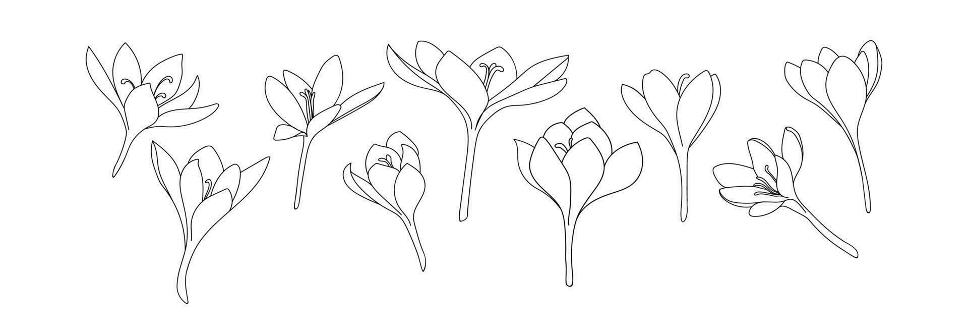 A large set of crocus or saffron flowers drawn by lines. Outline flower icon collection for invitations or spring design vector