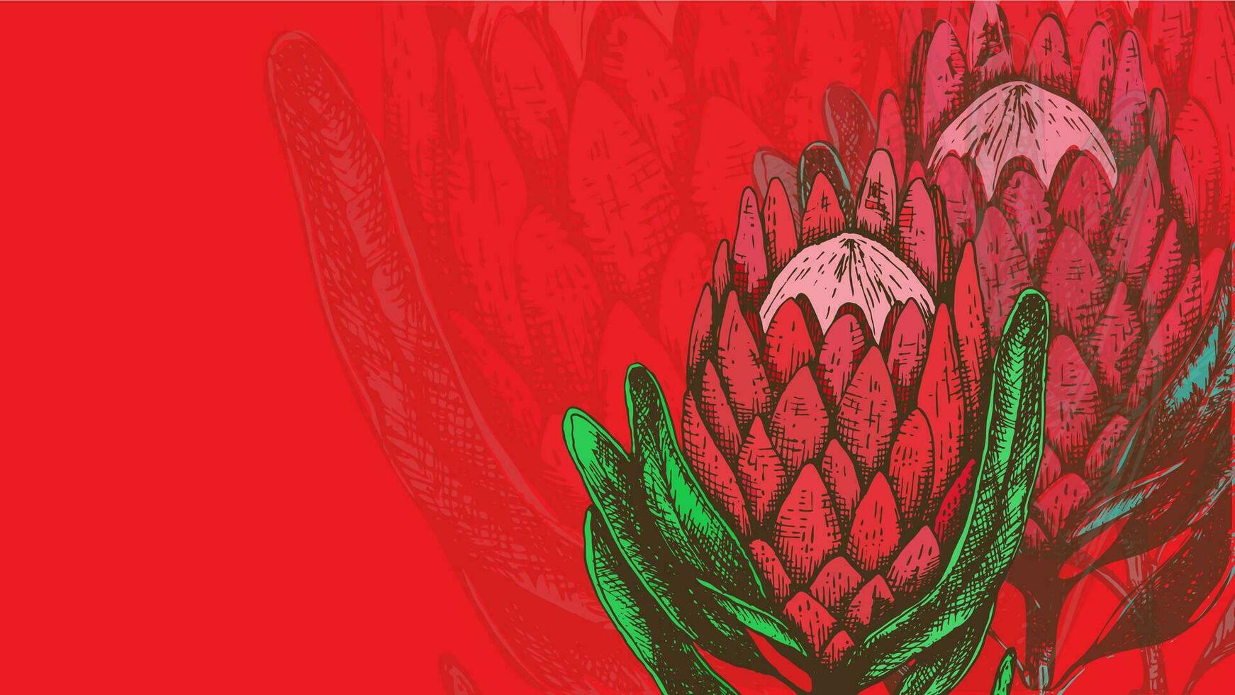 Cards with red protea king flowers on red. Spring and summer botanical template for web site banner wedding or greeting card. valentines day vector