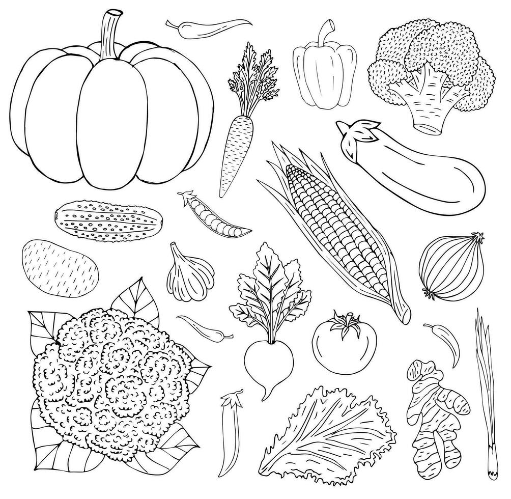 Vector hand drawn set of vegetable