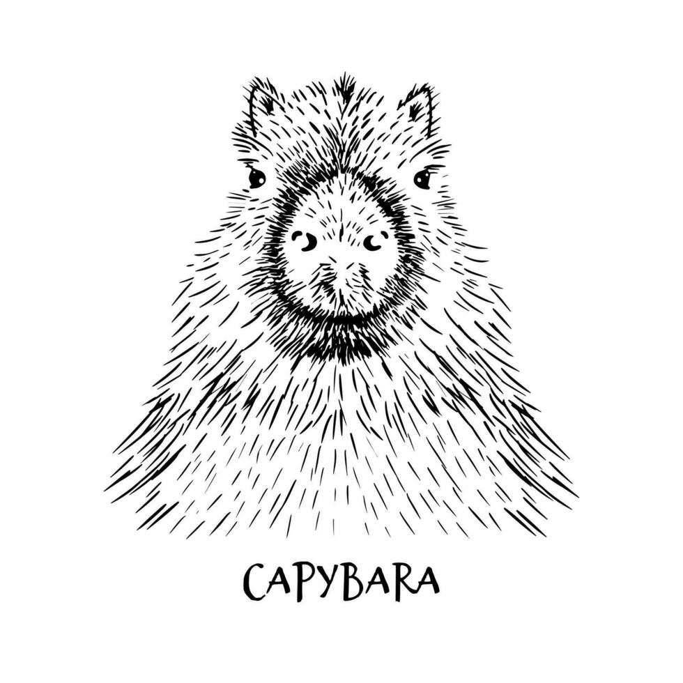 Vector Illustrated Portrait of Capybara isolated on white background. Cute wild Capybara