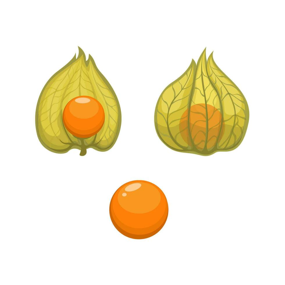 Ground Cherries Or Tomatillo Unique Fruit Set Cartoon illustration Vector