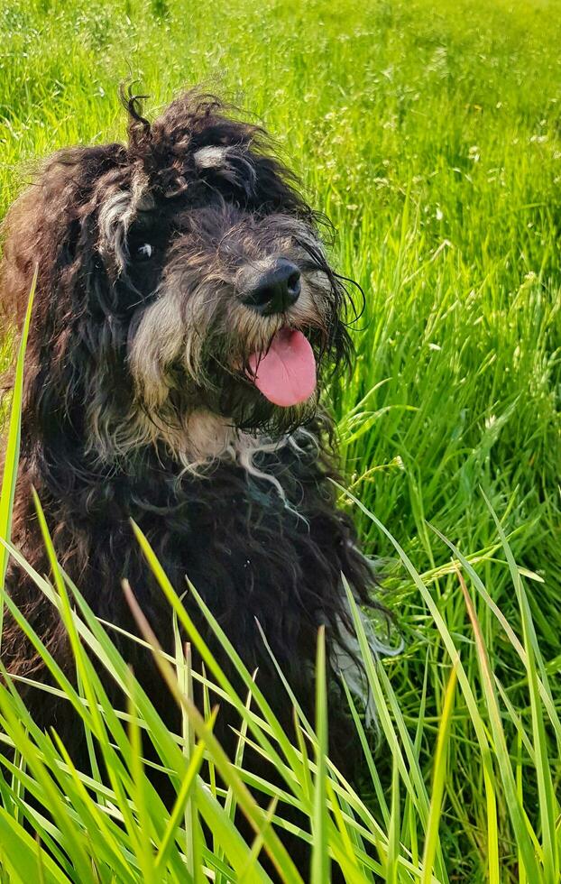 Goldendoodle dog sitting on the meadow. Black doodle with phantom drawing. photo